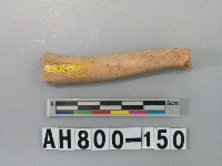 藏品(獸骨殘骸)的圖片